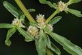 dwarf copperleaf